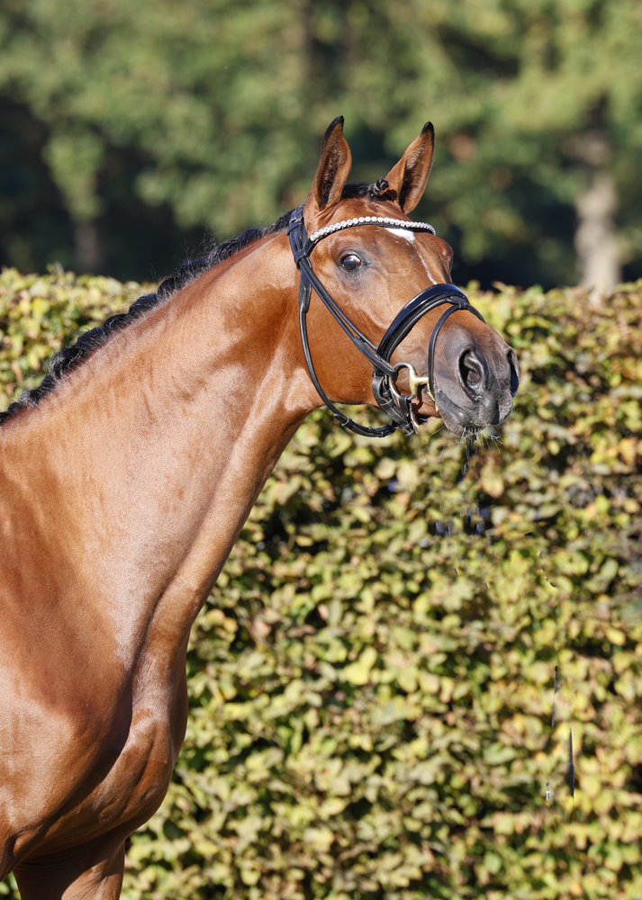 Scavilio - Trakehner Hengst von Gl�cksruf u.d. Pr.St. Schwalbe's Beauty v. High Motion x Imperio  - Gest�t H�melschenburg - Beate Langels