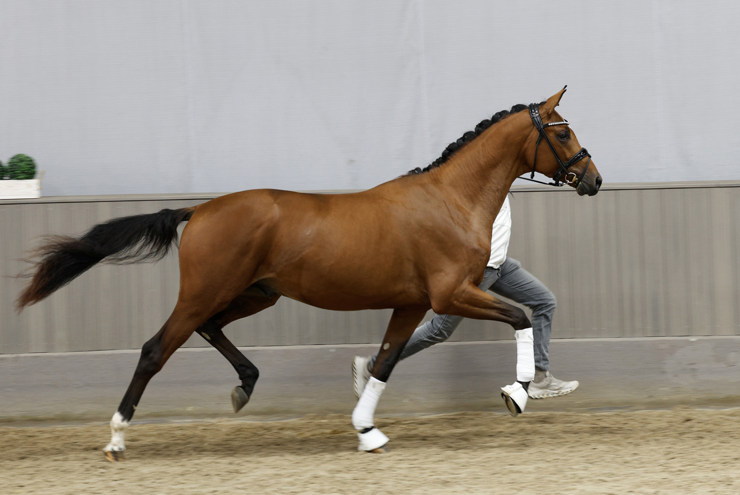 Scavilio - 2j�hriger Trakehner Hengst von Gl�cksruf u.d. Pr.St. Schwalbe's Beauty v. High Motion x Imperio  - Gest�t H�melschenburg - Beate Langels