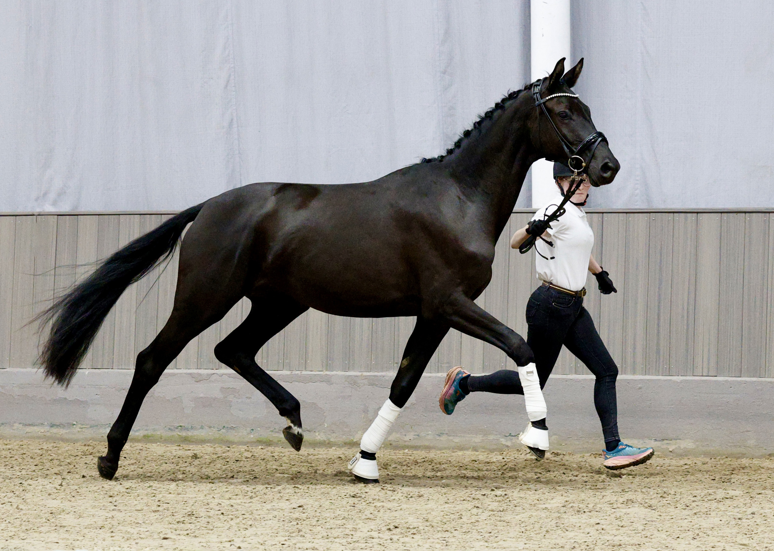 Trakehner Stute Schwalbe's Party von Preu�en Party u.d. P.u.St.PrSt. Schwalbenlicht v. Imperio - Foto: Beate Langels - 
Trakehner Gest�t H�melschenburg