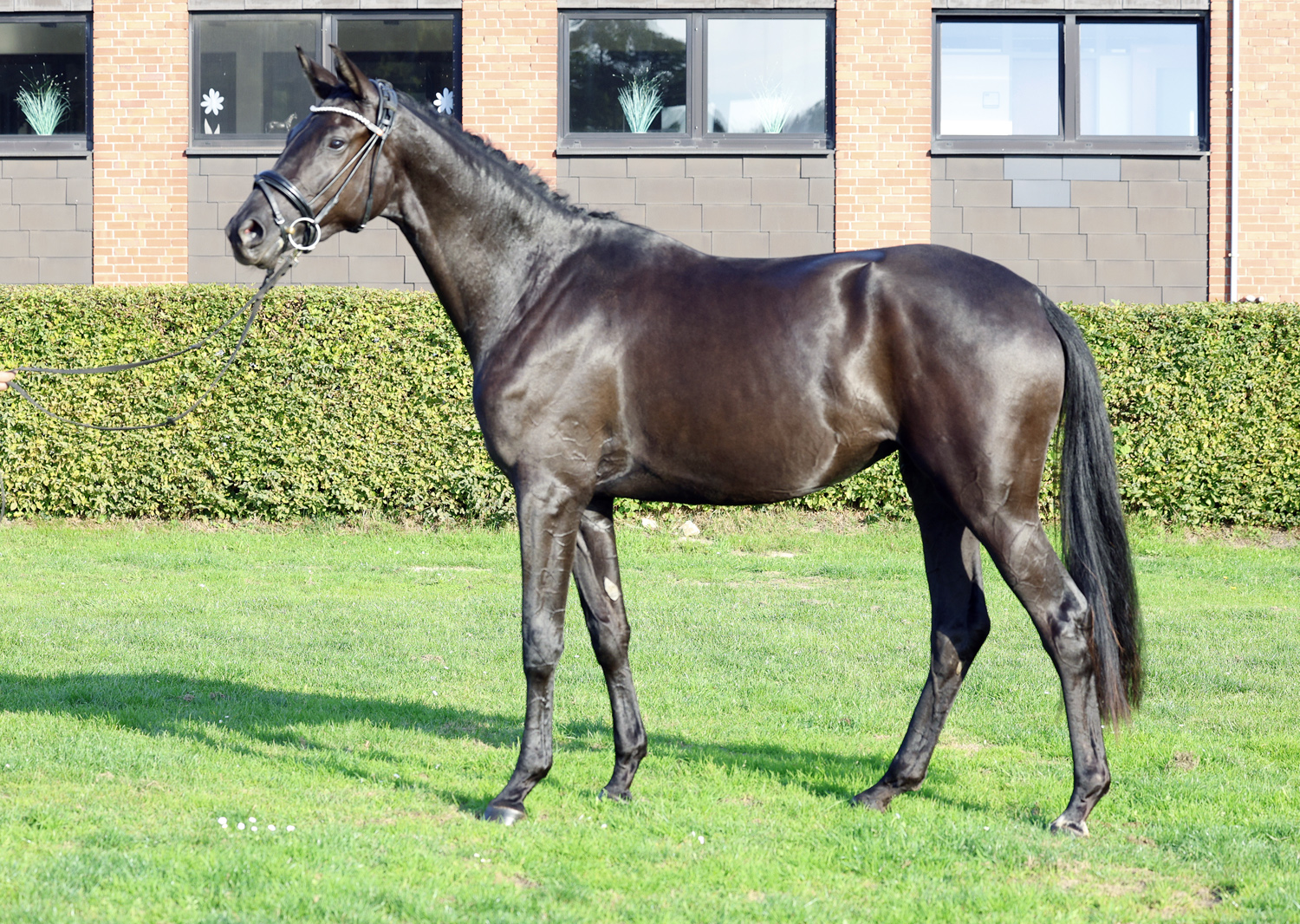 Trakehner Stute Schwalbe's Party von Preu�en Party u.d. P.u.St.PrSt. Schwalbenlicht v. Imperio - Foto: Beate Langels - 
Trakehner Gest�t H�melschenburg