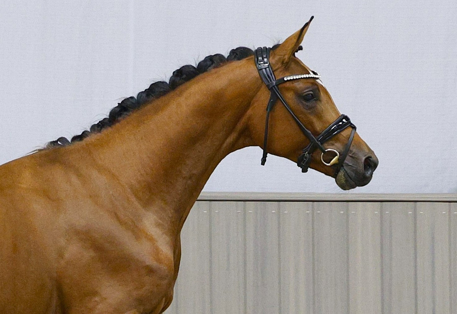 Scavilio von Glücksruf u.d. PrSt. Schwalbe's Beauty v. High Motion x Imperio - Gestüt Hämelschenburg - Foto: Beate Langels