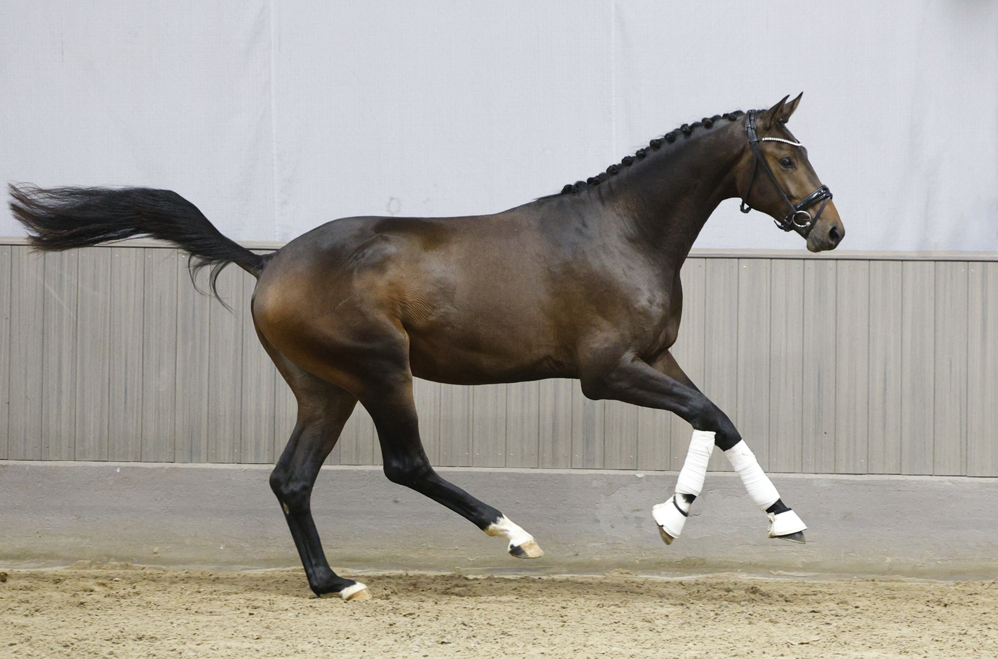 2j�hriger Hengst von Preu�en Party und der Elitestute Kavalou im September 2026 - Foto Beate Langels - Trakehner Gest�t H�melschenburg