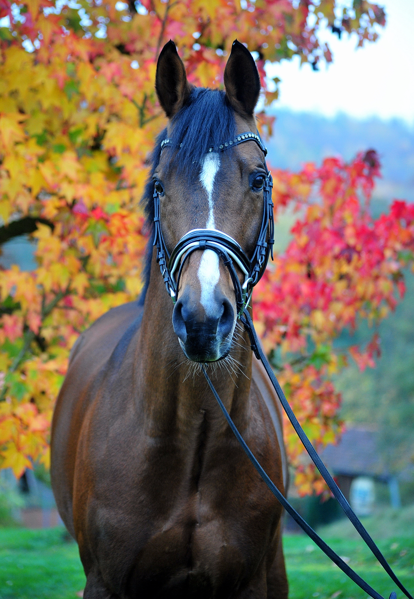 High Motion v. Saint cyr im November - Trakehner Gestt Hmelschenburg - Foto Beate Langels 