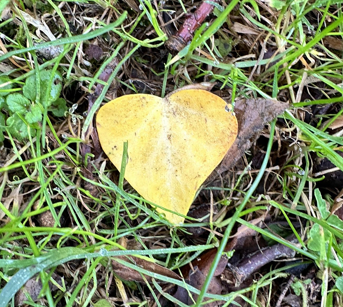 im November - Trakehner Gestt Hmelschenburg - Foto Beate Langels 