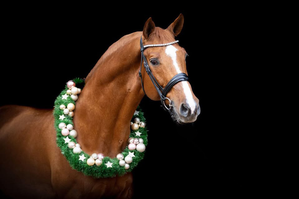 Gl�cksruf v. Dramatiker im Dezember 2025 - Trakehner Gest�t H�melschenburg - Beate Langels - fotografiert von Meike D�sterwald