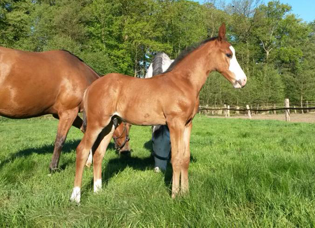 Hengstfohlen von High Motion x Singolo - Freudenfest - Foto: Corinna Gerling