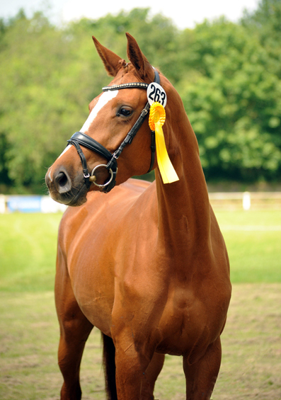 Karanea - Stutfohlen von High Motion u.d. Pr.St. Karida v. Oliver Twist - Foto: Beate Langels - Trakehner Gestüt Hämelschenburg