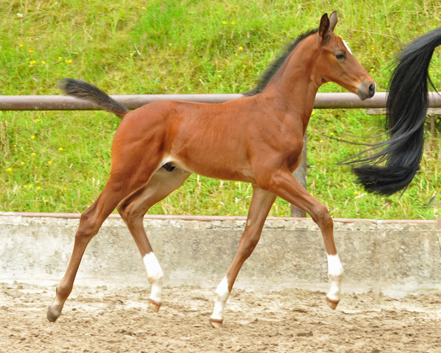 Oldenburger Colt by Oliver Twist out of Beloved by Kostolany