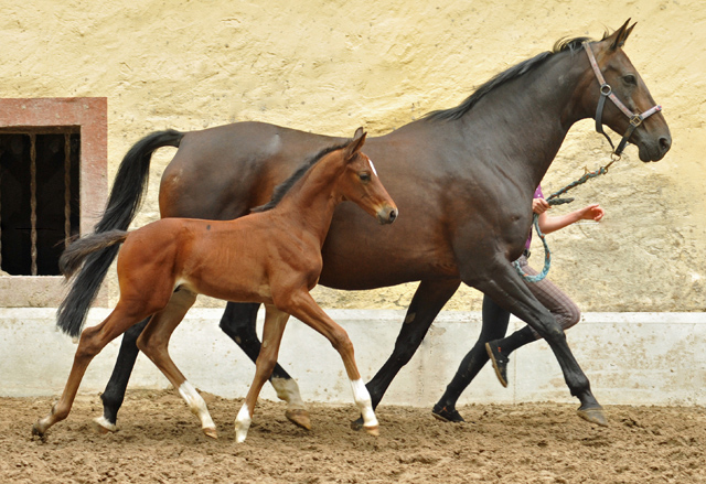 Oldenburger Colt by Oliver Twist out of Beloved by Kostolany