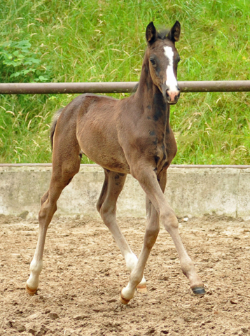 Black Filly by Alter Fritz out of Giulietta by Saint Cyr - Red Patrick xx