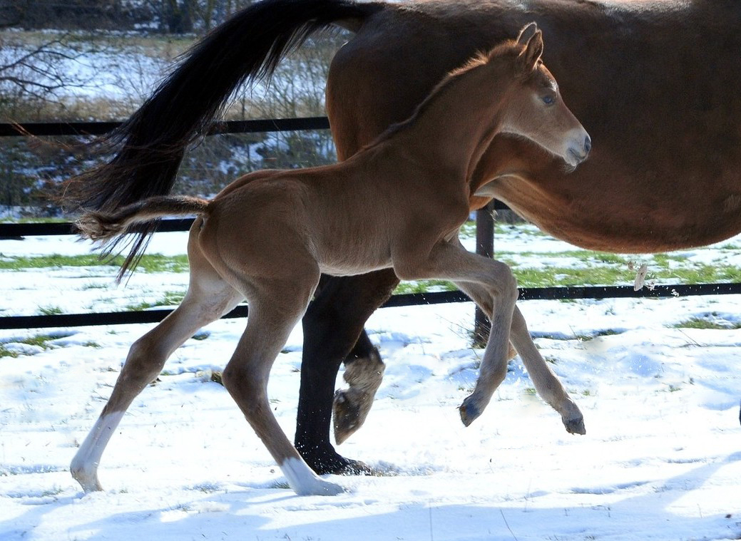 9. Februar 2026 in H�melschenburg - Foto: Beate Langels