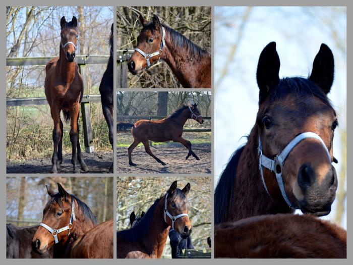Jährlingshengst v. Preußen Party u.d. Katniss Everdeen v. Saint Cyr - Trakehner Gestüt Hämelschenburg - Fotos Pia Elger