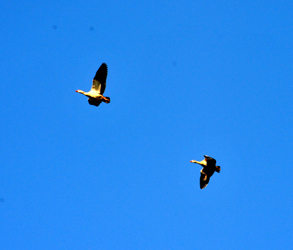 Fr�hling in H�melschenburg - 9. April 2025 - Trakehner Gest�t H�melschenburg