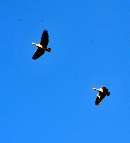 Fr�hling in H�melschenburg - 9. April 2025 - Trakehner Gest�t H�melschenburg