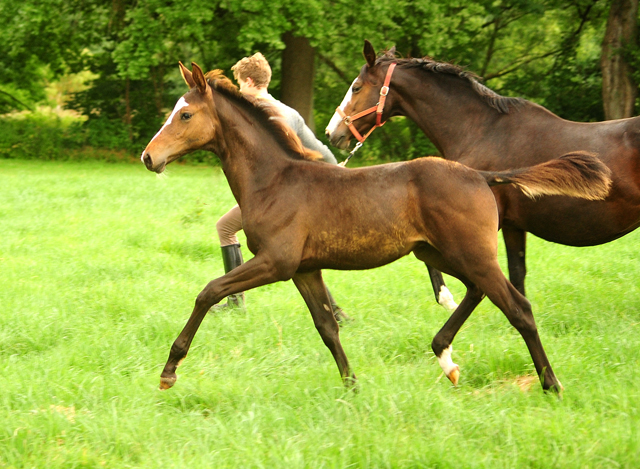 Foals, Yearlings and two year old horses for sale