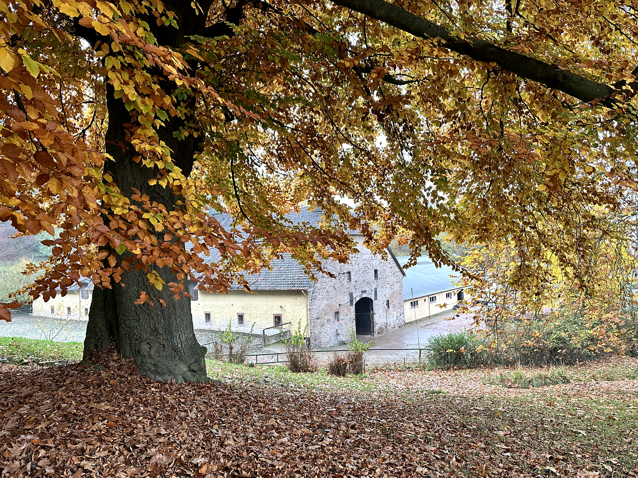 9.November 2025 - Trakehner Gestt Hmelschenburg - Fotos Beate Langels