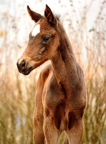 Trakehner Filly by High Motion out of Elitemare Vicenza by Showmaster - Foto Beate Langels - Gestt Schplitz