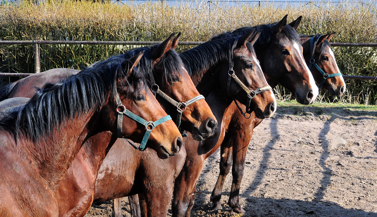 2 - 5jährige Hengste und Wallache - Trakehner Gestüt Hämelschenburg