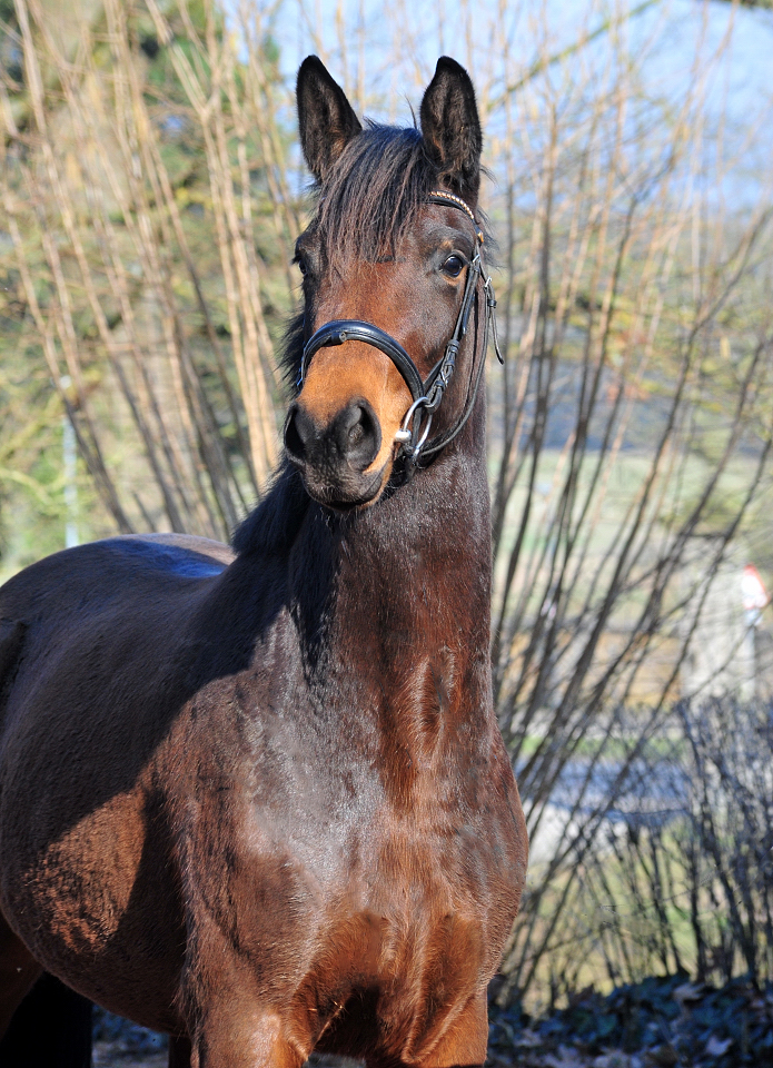 Schwalbe's Primavera v. Schäplitzer - High Motion - Trakehner Gestüt Hämelschenburg