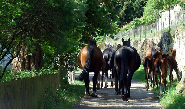 Stuten und Fohlen unterhalb des Gutshofes auf dem Weg zur Koppel - Trakehner Gestt Hmelschenburg - Foto: Beate Langels