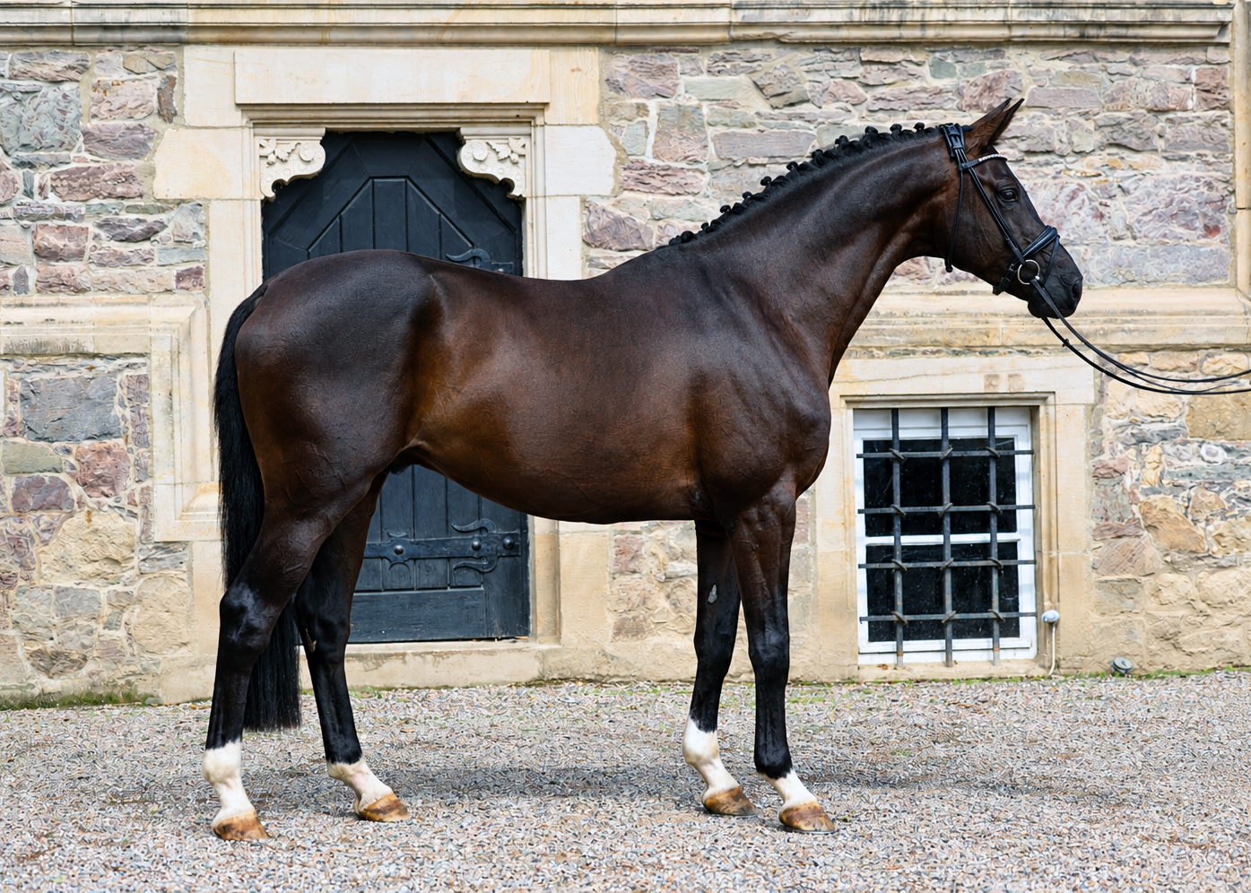 Trakehner Pr�mienhengst SUTHERLAND v. Saint Cyr u.d. Pr�mienstute Schwalbenland v. Touch my Heart - Foto: Beate Langels - Trakehner Gest�t H�melschenburg