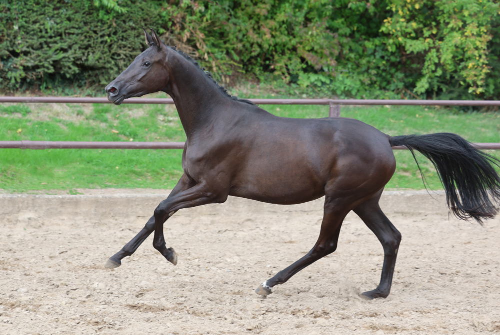 Trakehner Stute Schwalbe's Party von Preu�en Party u.d. P.u.St.PrSt. Schwalbenlicht v. Imperio - Foto: Beate Langels - 
Trakehner Gest�t H�melschenburg