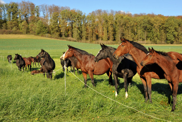 Die Stuten und Fohlen auf der Feldweide - Hmelschenburg im Oktober 2013, Foto: Beate Langels, Trakehner Gestt Hmelschenburg - Beate Langels