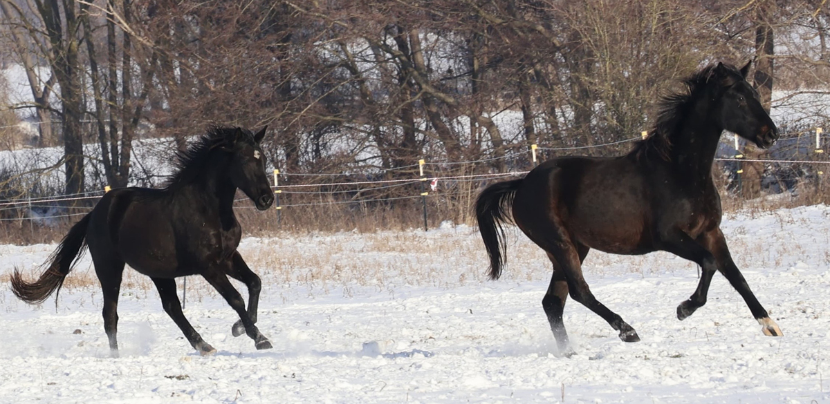 Trakehner und Oldenburger Nachwuchsstuten auf der Feldweide - Trakehner Gest�t H�melschenburg - Beate Langels - Foto Sabine Beyer