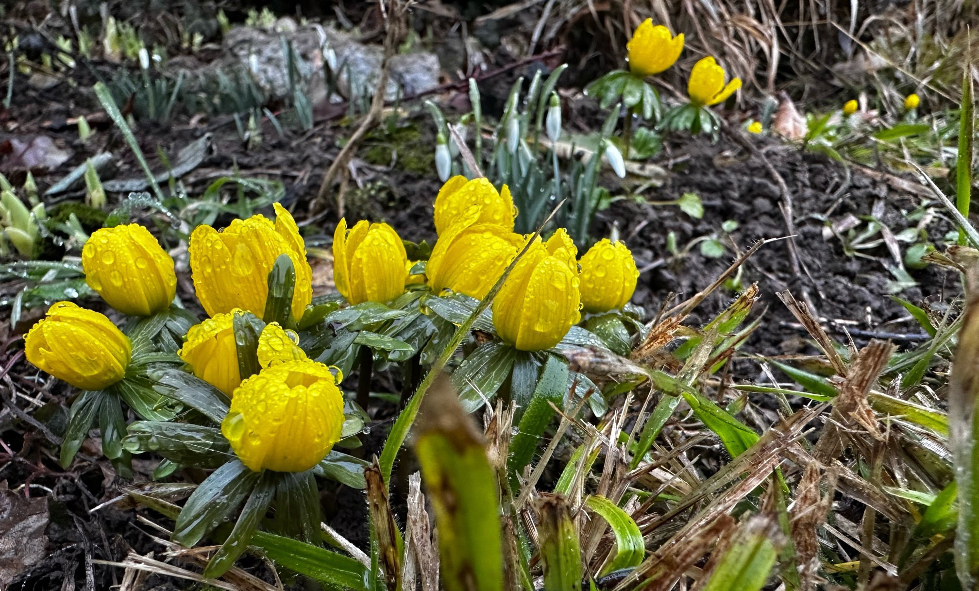 11. Februar 2026 in H�melschenburg - Foto: Beate Langels