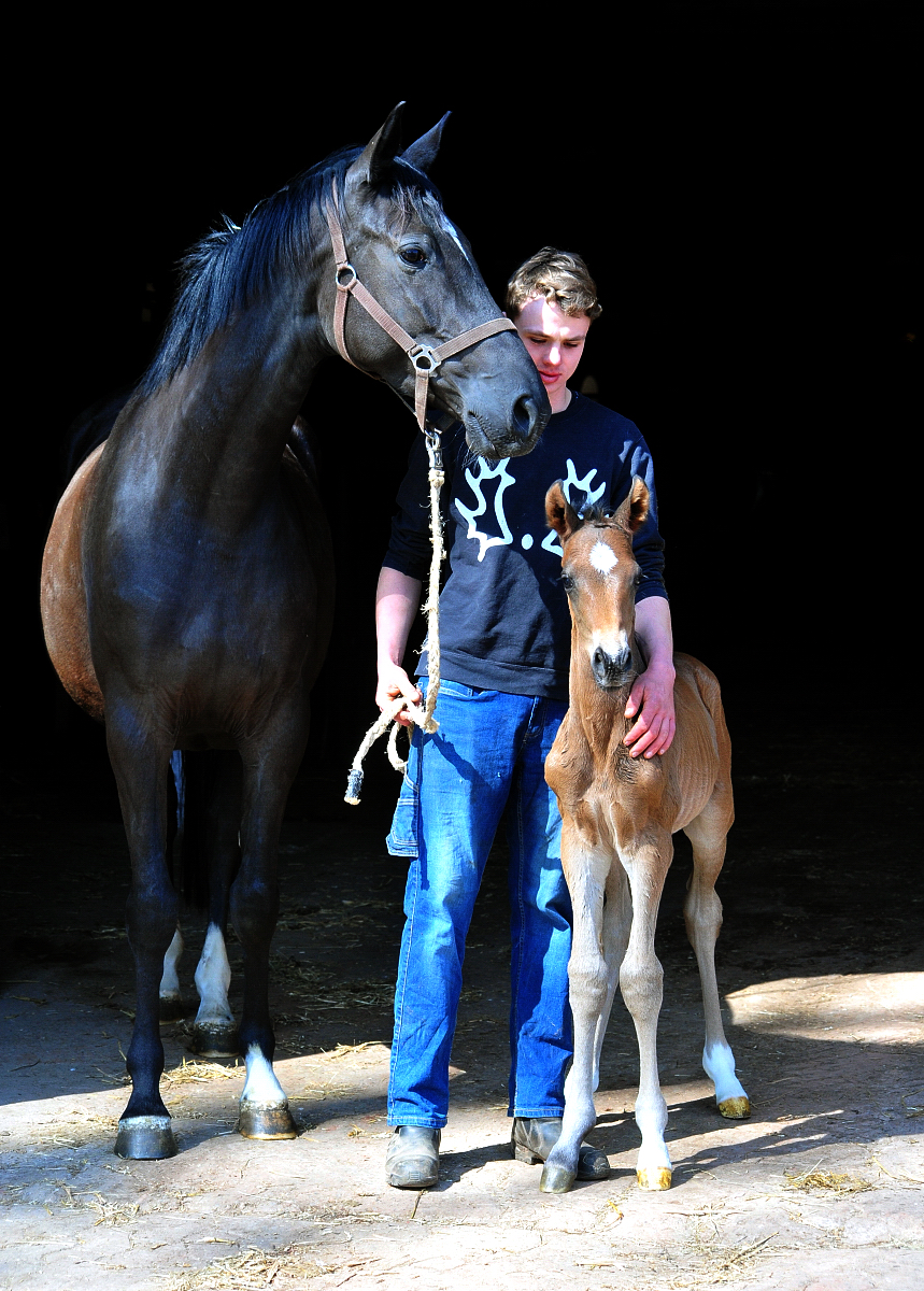 Trakehner Colt by Shavalou out of Pr.A. Guccia by Zauberkeyk - High Motion - Alter Fritz  - Gestüt Hämelschenburg - Beate Langels