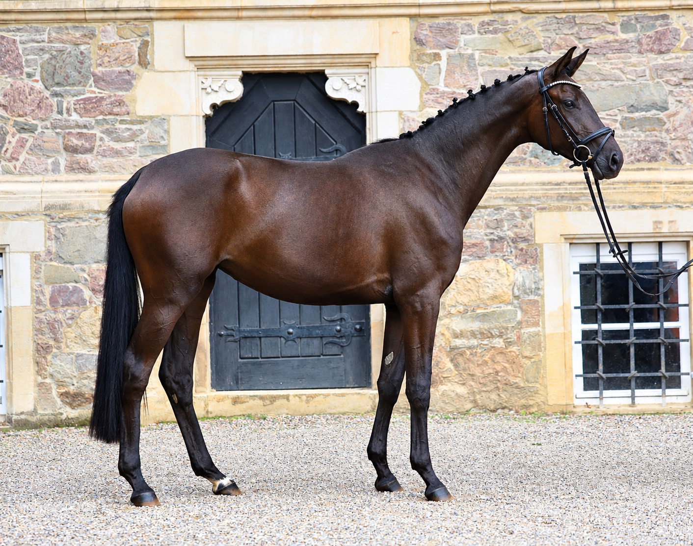 Trakehner Stute Schwalbe's Party von Preu�en Party u.d. Pr.,St.Pr. u. Elitestute Schwalbenlicht v. Imperio - Foto: Beate Langels - 
Trakehner Gest�t H�melschenburg