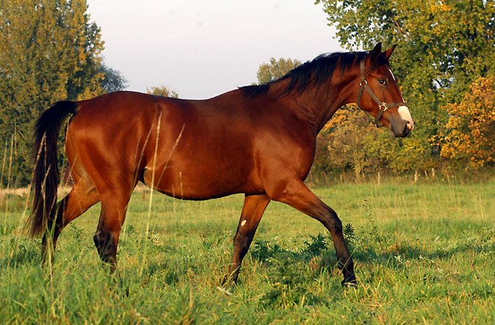 Trakehner Colt by Freudenfest out of Pr.St. Tavolara by Exclusiv