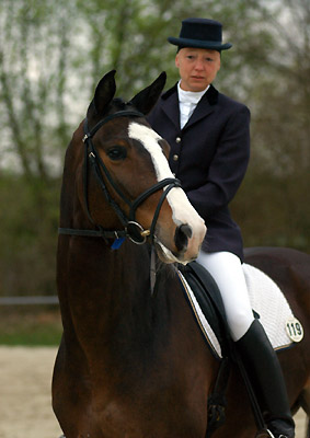 Gentle Giant von Alter Fritz u.d. St.Pr.St. Guendalina von Red Patrick xx, Foto Beate Langels Trakehner Gestüt Hämelschenburg
