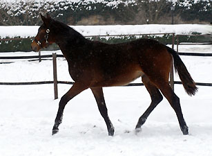 Bei eisigen Temperaturen und reichlich Schnee in H�melschenburg - Januar 2010