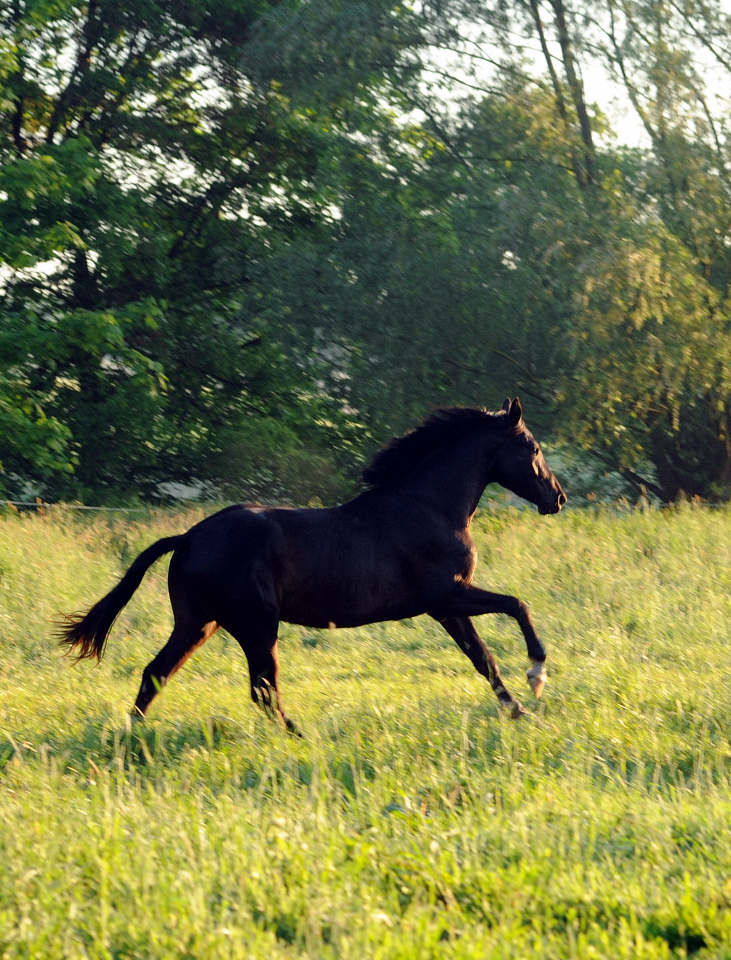 2j�hriger Hengst von Saint Cyr x Touch my Heart - Foto: Beate Langels