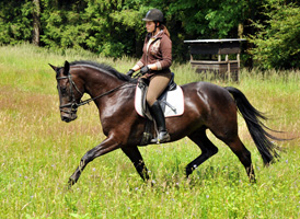 4j�hriger Trakehner Wallach von Summertime u.d. Schwalbenflair v. Exclusiv