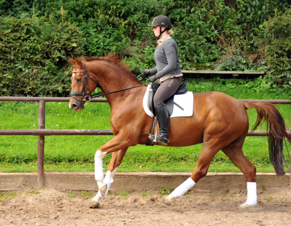  5j�hriger Wallach von Fidertanz - Foto: Beate Langels