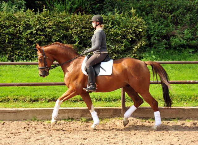  5j�hriger Wallach von Fidertanz - Foto: Beate Langels