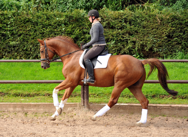  5j�hriger Wallach von Fidertanz - Foto: Beate Langels