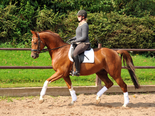  5j�hriger Wallach von Fidertanz - Foto: Beate Langels