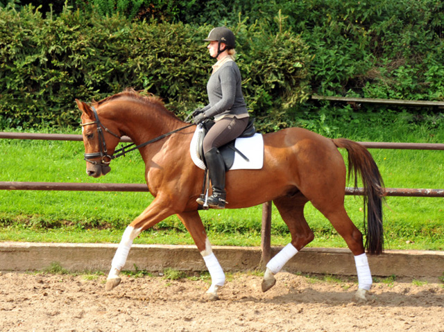  5j�hriger Wallach von Fidertanz - Foto: Beate Langels