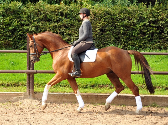  5j�hriger Wallach von Fidertanz - Foto: Beate Langels