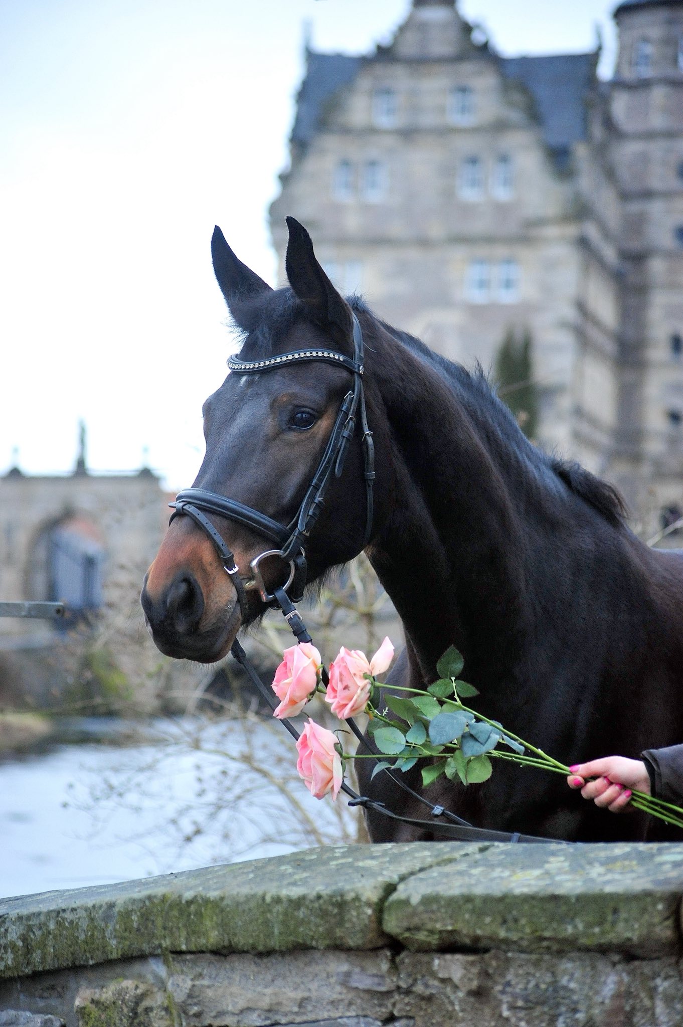 Pr.St. Valentiana v. His Moment x High Motion - Valentinstag am 14. Februar 2026 in H�melschenburg - Foto: Beate Langels