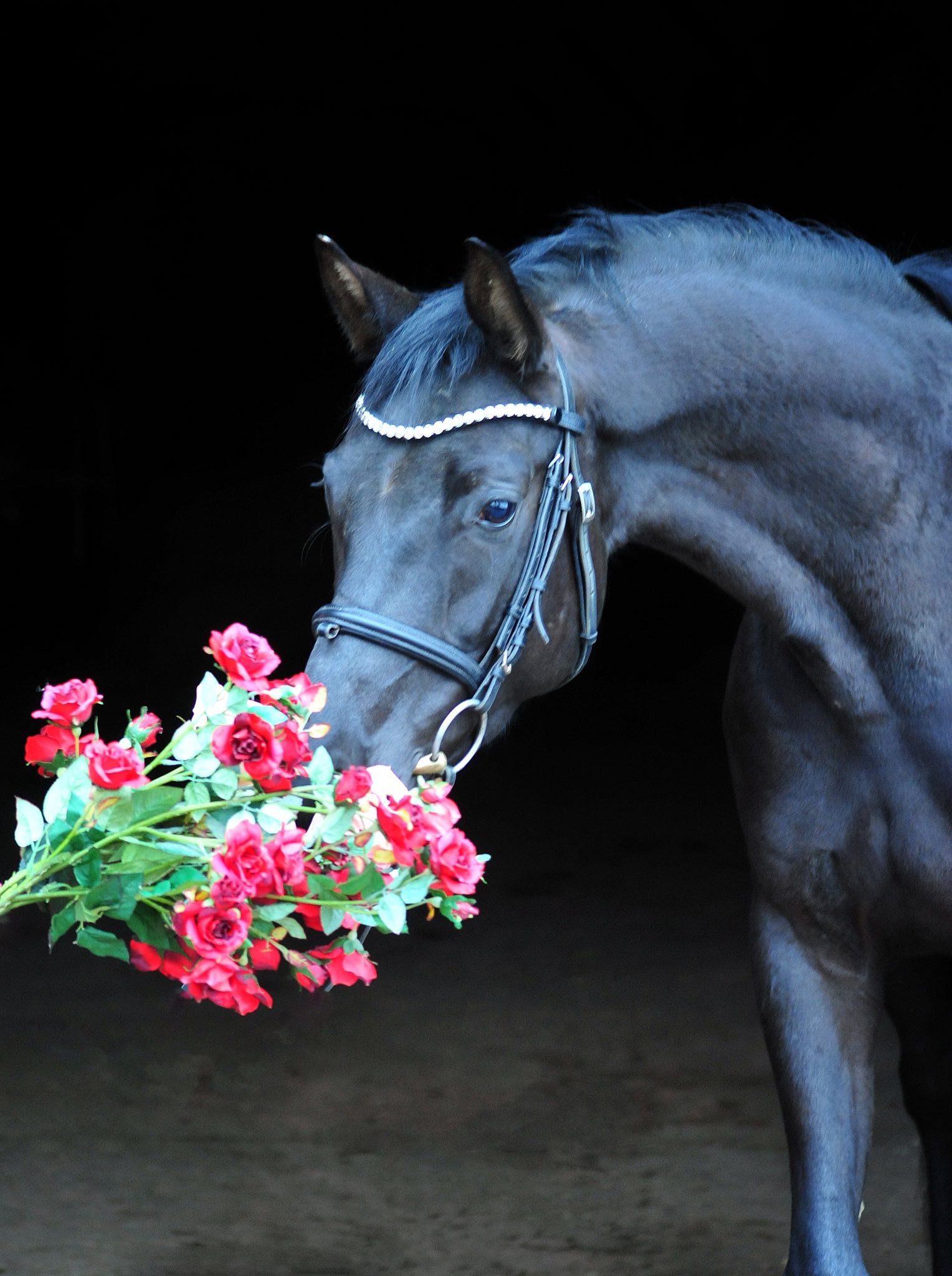 Schwalbe's Magic von F�rst Magic x Totilas - Valentinstag am 14. Februar 2026 in H�melschenburg - Foto: Beate Langels