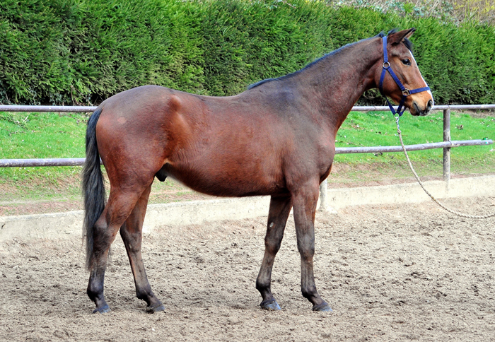 13.03.2026 Valendas von Zauberdeyk u.d. Valentine v. High Motion - Trakehner Gest�t H�melschenburg - Foto Beate Langels 