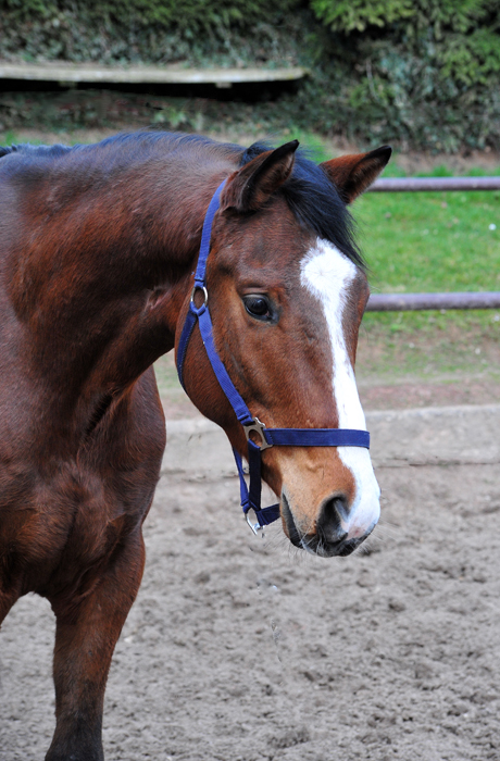 13.03.2026 Valendas von Zauberdeyk u.d. Valentine v. High Motion - Trakehner Gest�t H�melschenburg - Foto Beate Langels 