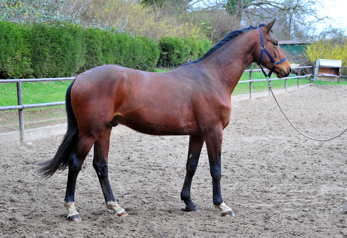 Trakehner Hengst Saitano von Gl�cksruf u.d. Pr.A. Schwalbe's Beauty v. High Motion x Imperio  - Gest�t H�melschenburg - Beate Langels