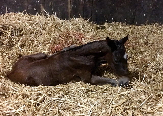 Filly by High Motion out of Pr.a.StPrSt. Vittoria by Exclusiv
