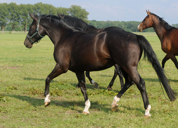 Koline von Alter Fritz am 13. Juni 2011