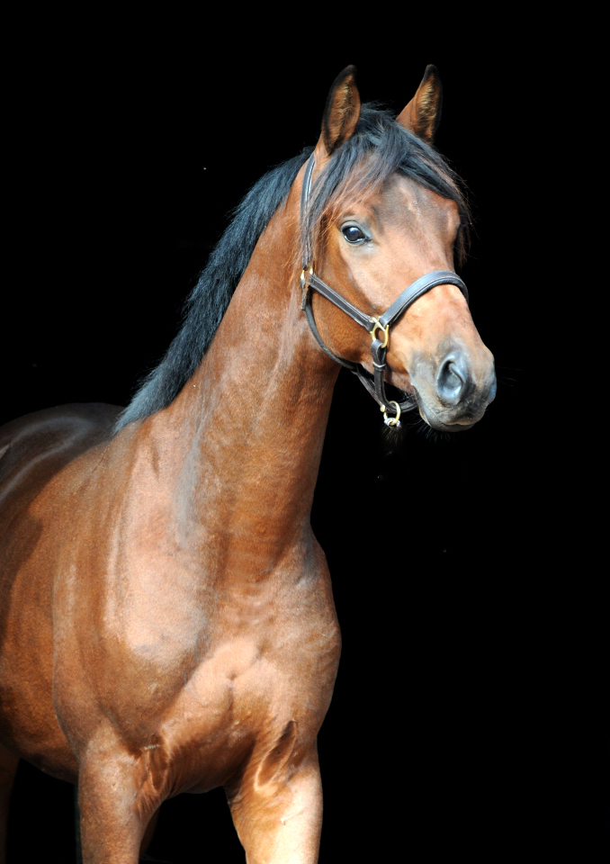 Scavi - Trakehner Wallach von Imperio u.d. Schwalbensage v. Grand Corazón
 - Trakehner Gestüt Hämelschenburg - Beate Langels